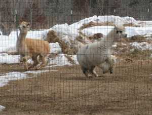 alpacas playing