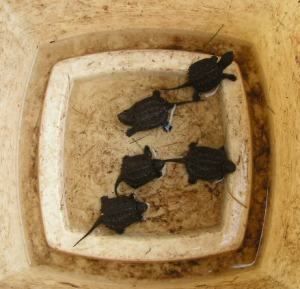turtles in a bucket